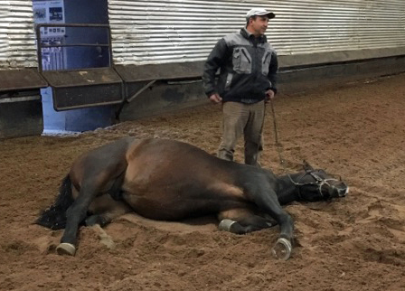 Der 3jhrige Grand Cyr lernt Kunststckchen - Oktober 2017 im Trakehner Gestt Hmelschenburg - Foto: Beate Langels