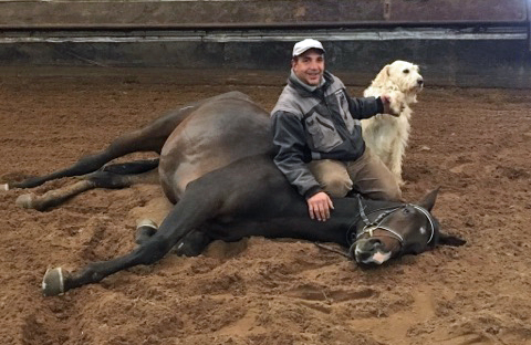 Der 3jhrige Grand Cyr lernt Kunststckchen - Oktober 2017 im Trakehner Gestt Hmelschenburg - Foto: Beate Langels