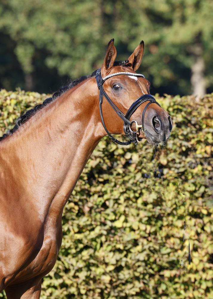 Trakehner Hengst von Gl�cksruf u.d. Pr.St. Schwalbe's Beauty v. High Motion x Imperio  - Gest�t H�melschenburg - Beate Langels