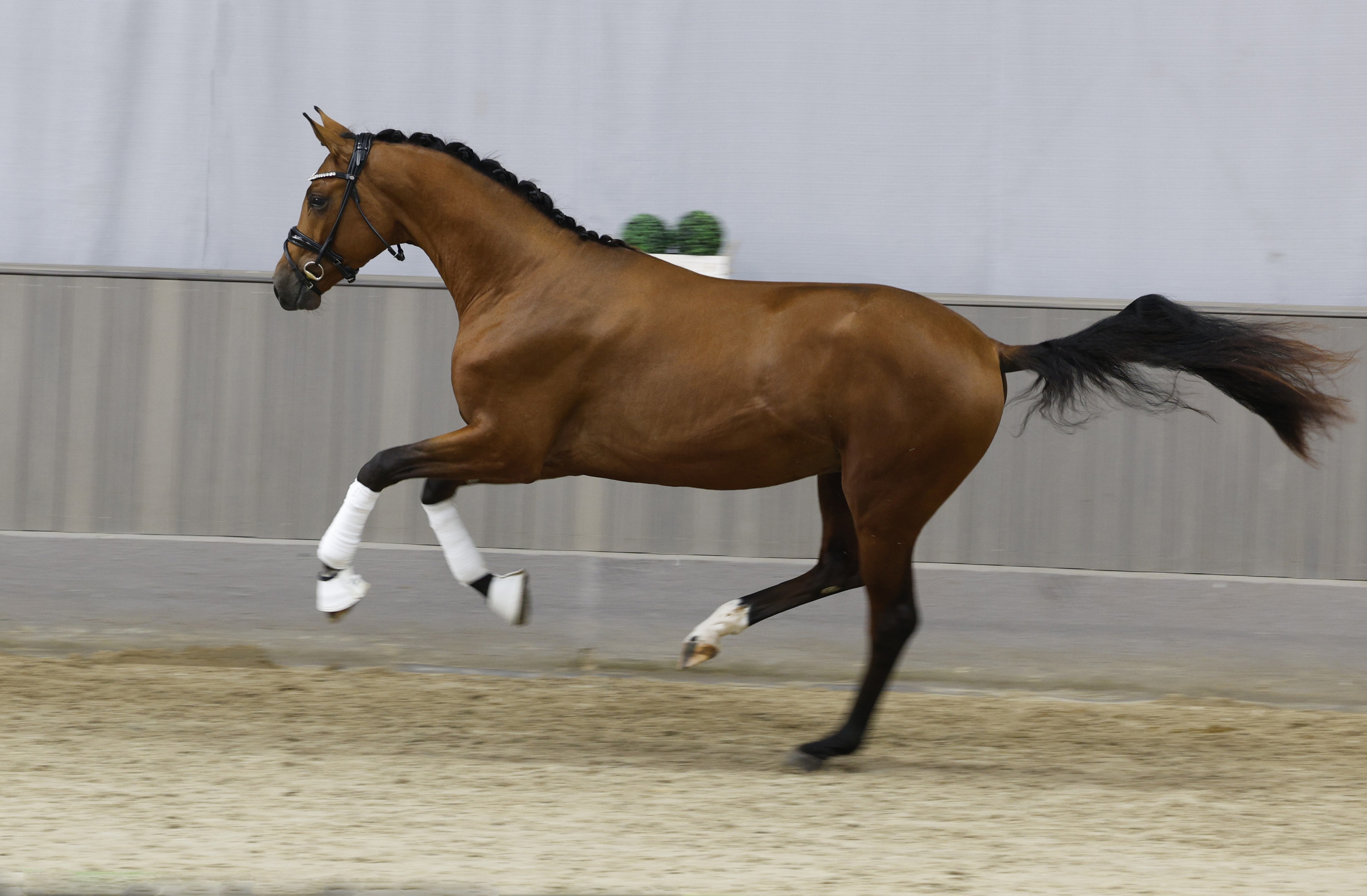 2j�hriger Trakehner Hengst von Gl�cksruf u.d. Pr.St. Schwalbe's Beauty v. High Motion x Imperio  - Gest�t H�melschenburg - Beate Langels