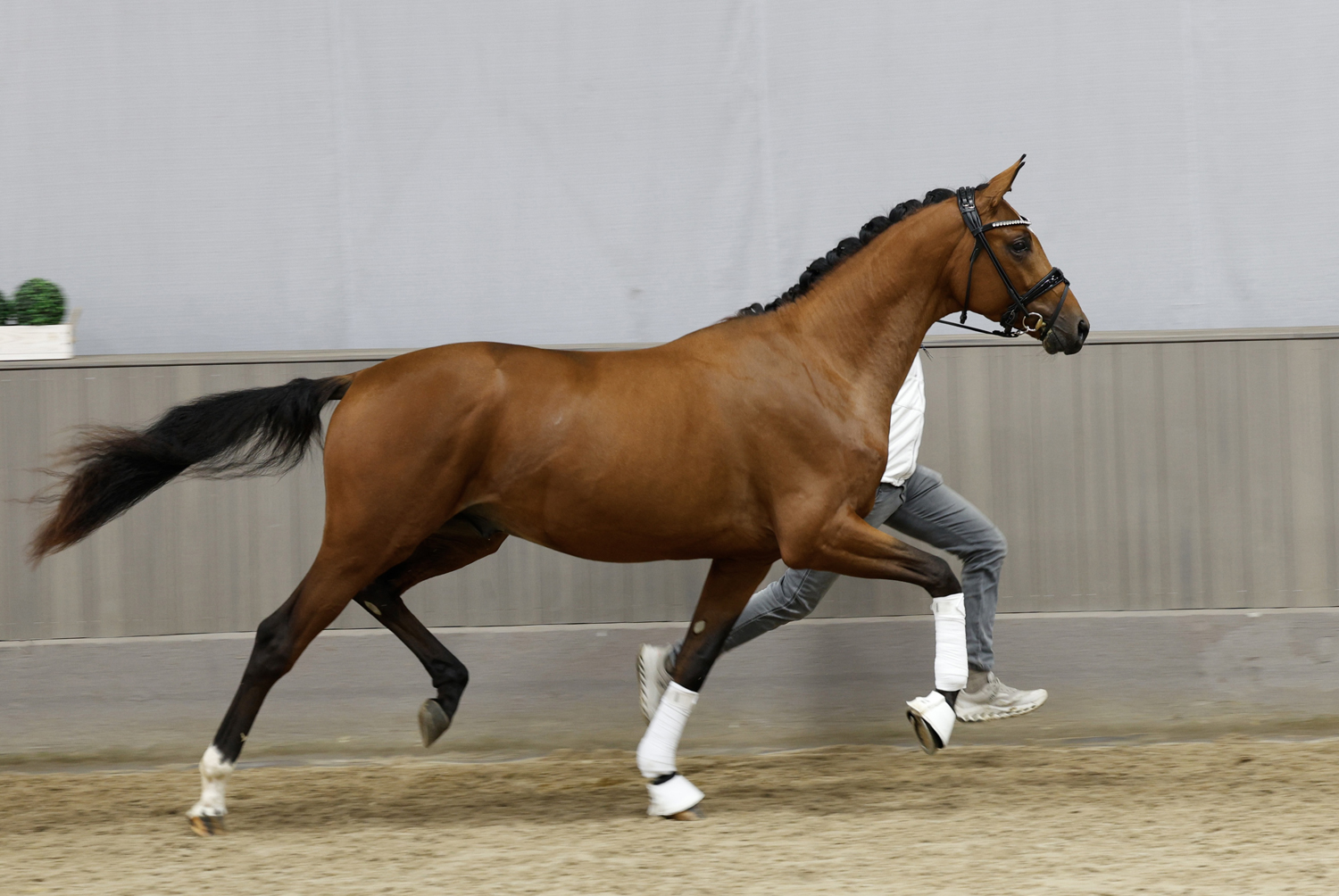 2j�hriger Trakehner Hengst von Gl�cksruf u.d. Pr.St. Schwalbe's Beauty v. High Motion x Imperio  - Gest�t H�melschenburg - Beate Langels