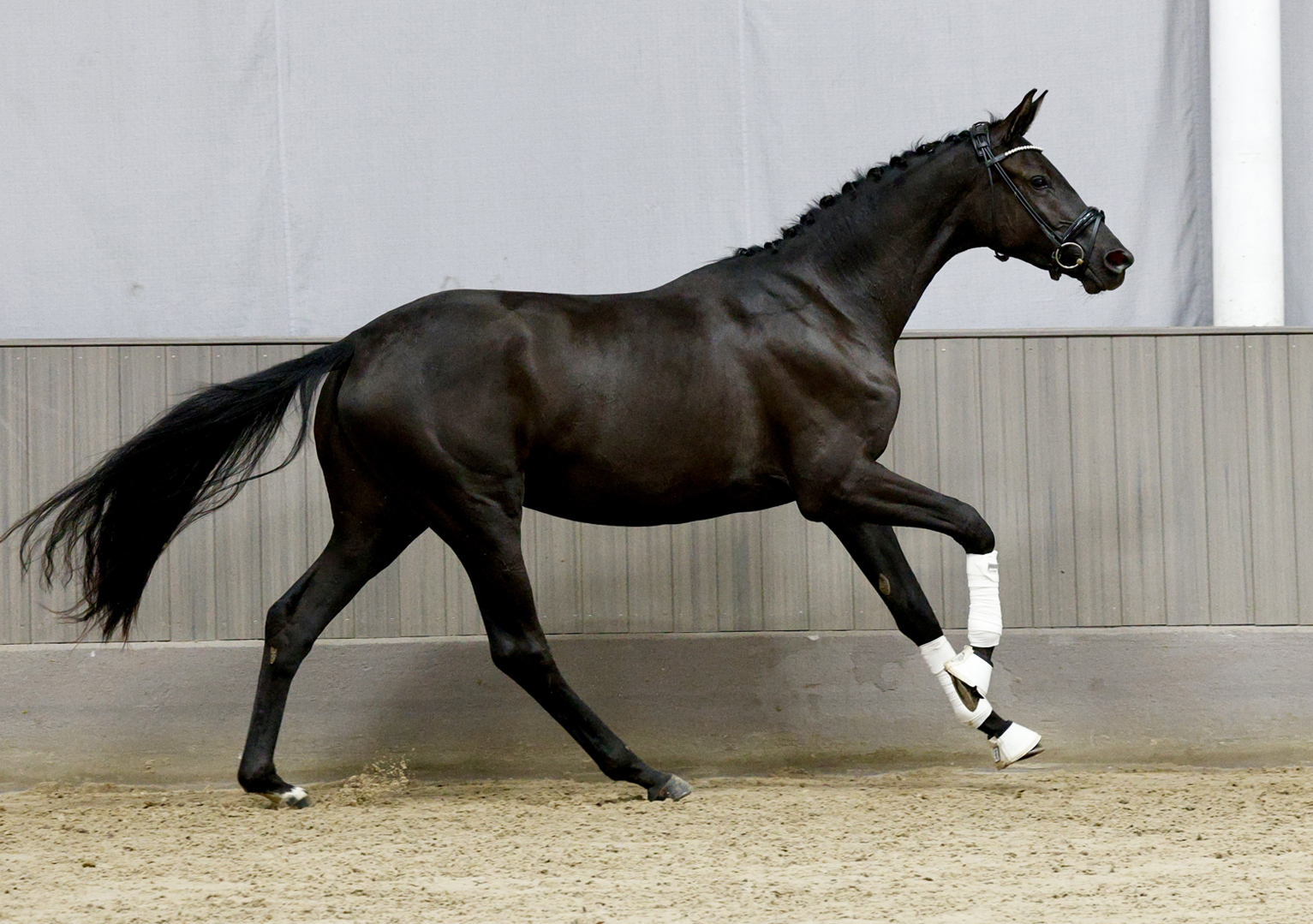 Trakehner Stute Schwalbe's Party von Preu�en Party u.d. P.u.St.PrSt. Schwalbenlicht v. Imperio - Foto: Beate Langels - 
Trakehner Gest�t H�melschenburg