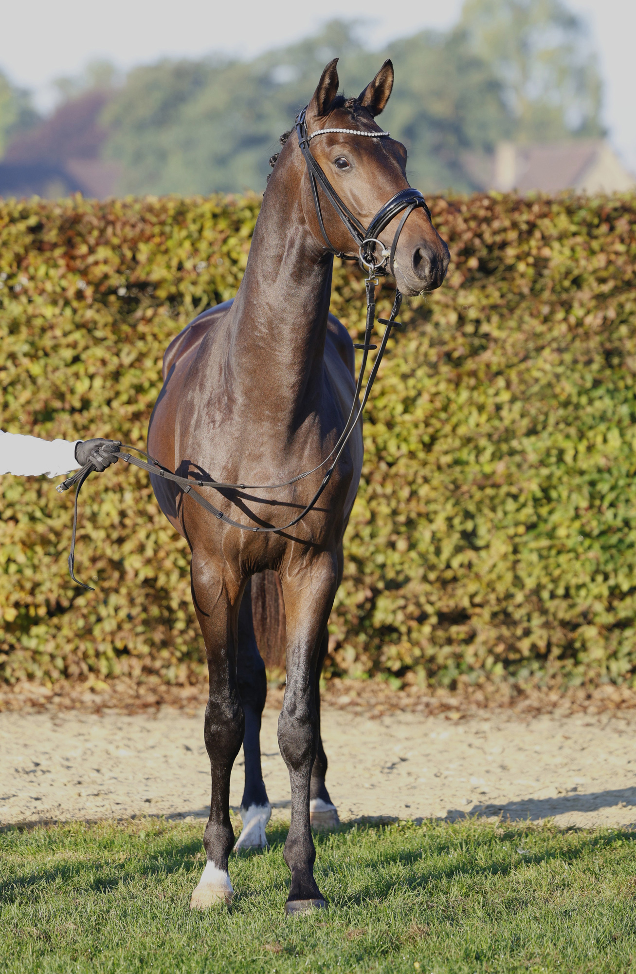 2j�hriger Hengst von Preu�en Party und der Elitestute Kavalou im September 2026 - Foto Beate Langels - Trakehner Gest�t H�melschenburg