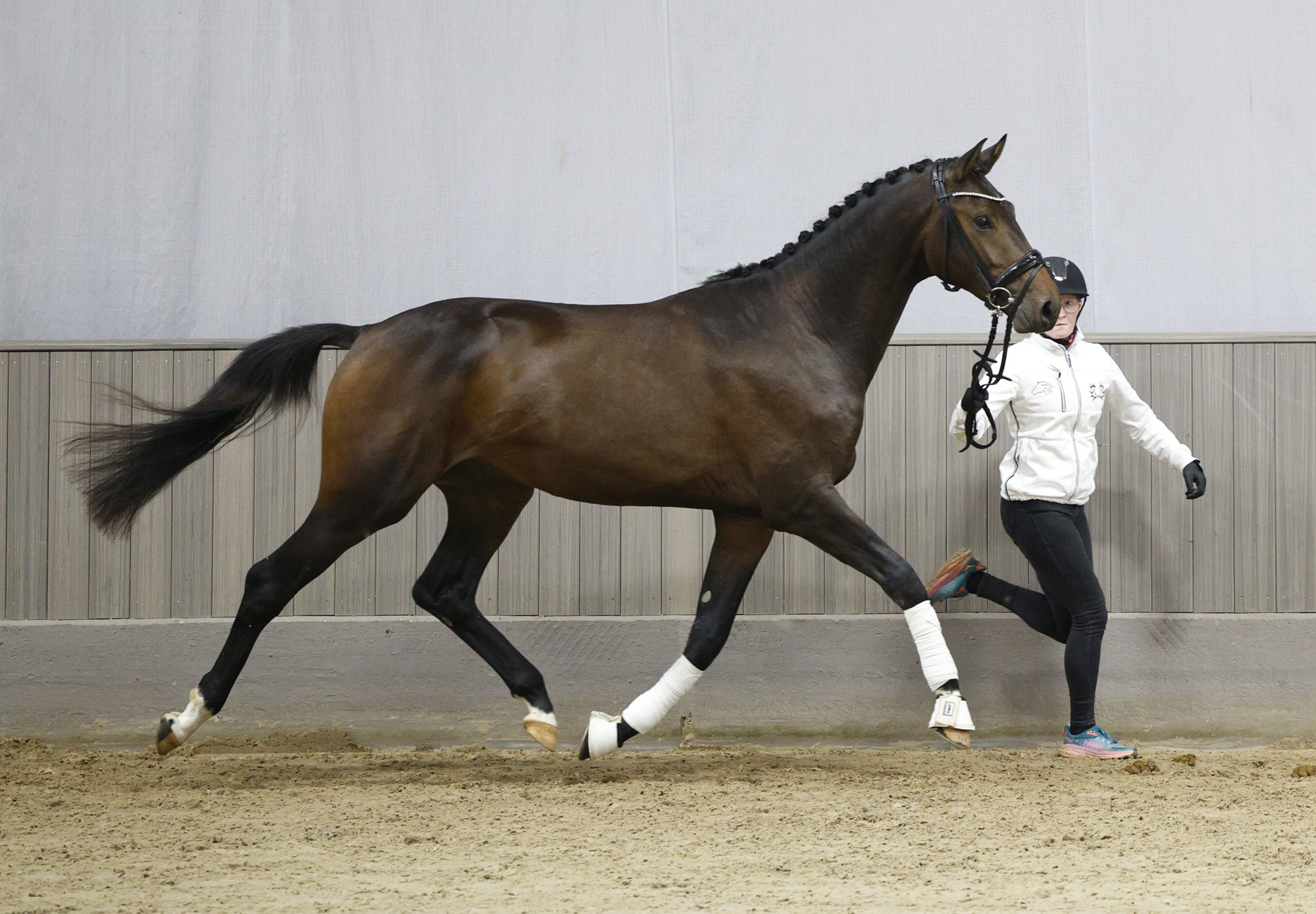 2j�hriger Hengst von Preu�en Party und der Elitestute Kavalou im September 2026 - Foto Beate Langels - Trakehner Gest�t H�melschenburg
