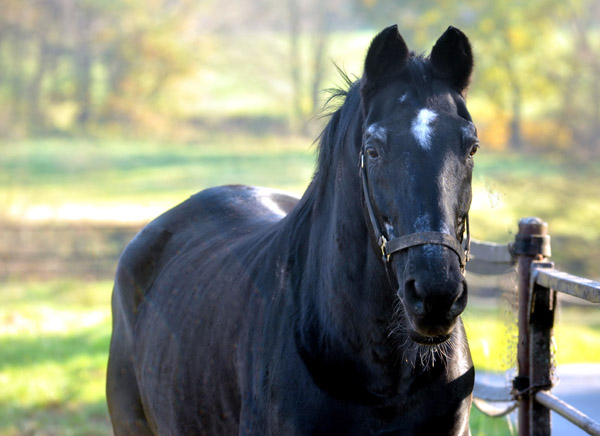 Kostolany - Trakehner Hauptbeschler in Hmelschenburg Anfang November - Foto: Beate Langels - Trakehner Gestt Hmelschenburg