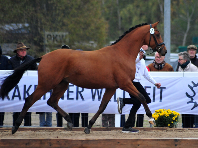 Start Up von High Motion u.d. Schwalbenfee v. Freudenfest - Foto Langels- Gestt Schplitz