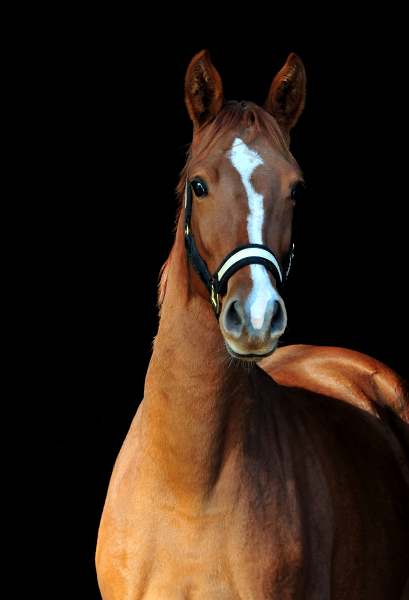 Glory Fire v. Alter Fritz x Saint Cyr - Foto: Beate Langels - 
Trakehner Gestt Hmelschenburg