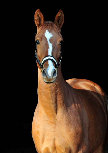 Glory Fire v. Alter Fritz x Saint Cyr - Foto: Beate Langels - 
Trakehner Gestt Hmelschenburg