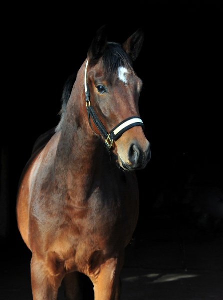 Klassic Moment von High Motion x Freudenfest - Foto: Beate Langels - 
Trakehner Gestt Hmelschenburg