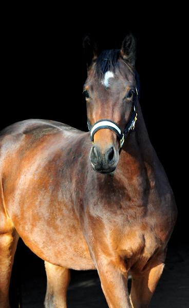 Klassic Moment von High Motion x Freudenfest - Foto: Beate Langels - 
Trakehner Gestt Hmelschenburg