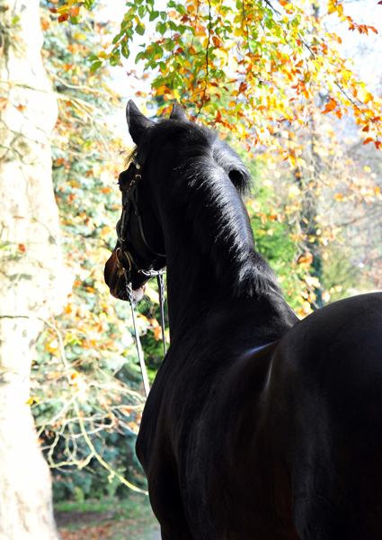 Prmienhengst Shavalou von Freudenfest - Foto: Beate Langels - 
Trakehner Gestt Hmelschenburg