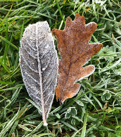 Der erste Frost - Foto: Beate Langels - 
Trakehner Gestt Hmelschenburg