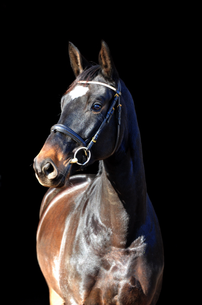 Kaiserherz v. Kostolany - Foto: Beate Langels - 
Trakehner Gestt Hmelschenburg