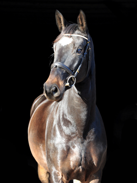 Kaiserherz v. Kostolany - Foto: Beate Langels - 
Trakehner Gestt Hmelschenburg