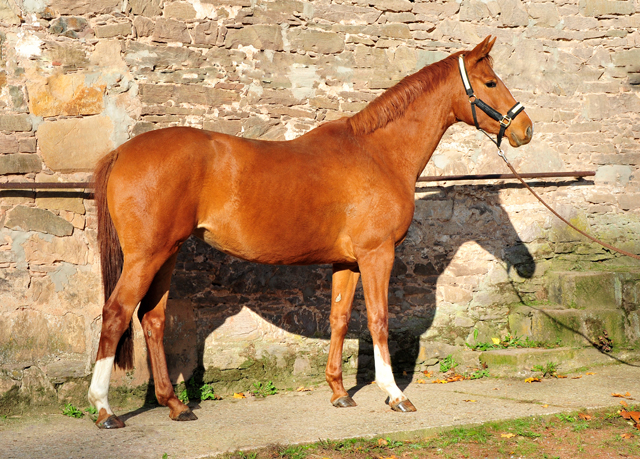 Glory Fire von Alter Fritz x Saint Cyr - Foto: Beate Langels - 
Trakehner Gestt Hmelschenburg