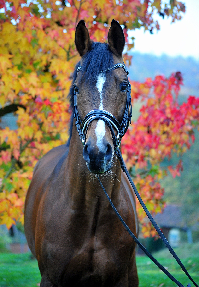 High Motion v. Saint Cyr im November - Trakehner Gestüt Hämelschenburg - Foto Beate Langels 