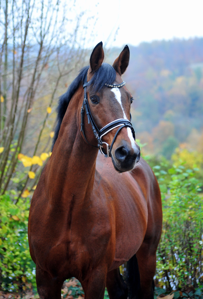 High Motion v. Saint Cyr im November - Trakehner Gestüt Hämelschenburg - Foto Beate Langels 