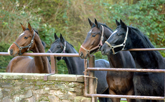 Unsere jungen Reitpferde - Foto: Beate Langels - Trakehner Gestt Hmelschenburg