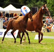 Hengstfohlen von High Motion x Hoftnzer - Foto Beate Langels