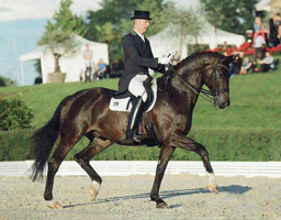 Seal von Gribaldi u.d. Elitestute Schwalbenspiel v. Exclusiv - Foto: Nadine Harms