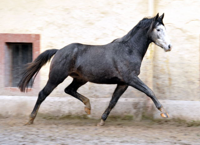 Trakehner Hengst von Saint Cyr u.d. Teatime v. Summertime, Foto: Beate Langels - Trakehner Gestt Hmelschenburg