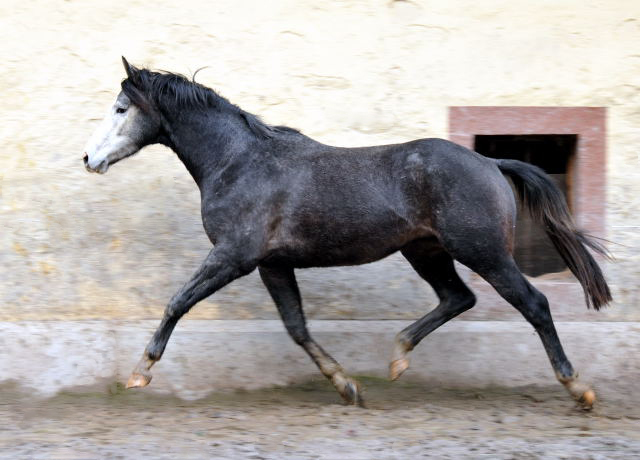 Trakehner Hengst von Saint Cyr u.d. Teatime v. Summertime, Foto: Beate Langels - Trakehner Gestt Hmelschenburg