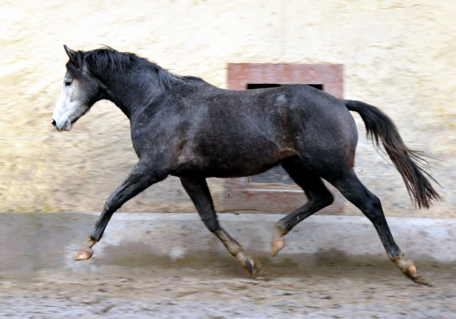 Trakehner Hengst von Saint Cyr u.d. Teatime v. Summertime, Foto: Beate Langels - Trakehner Gestt Hmelschenburg