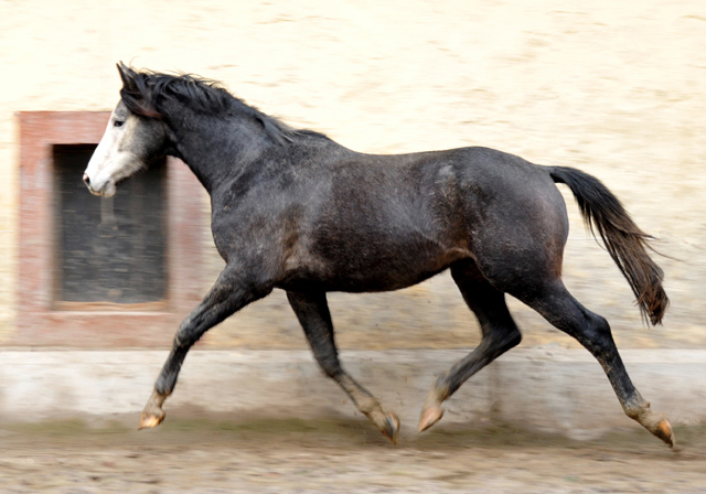 Trakehner Hengst von Saint Cyr u.d. Teatime v. Summertime, Foto: Beate Langels - Trakehner Gestt Hmelschenburg