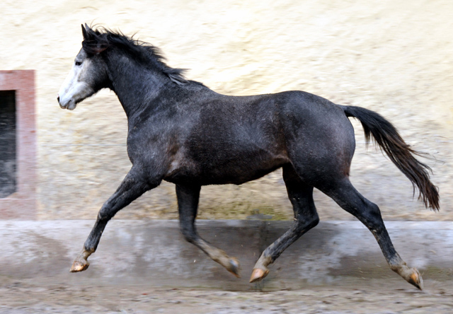 Trakehner Hengst von Saint Cyr u.d. Teatime v. Summertime, Foto: Beate Langels - Trakehner Gestt Hmelschenburg