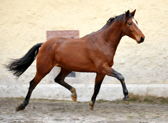 3jhriger Trakehner Wallach von Saint Cyr u.d. Pr. u. StPrSt. Karena v. Freudenfest