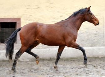 3j hriger Trakehner Wallach von Saint Cyr u.d. Pr. u. StPrSt. Karena v. Freudenfest