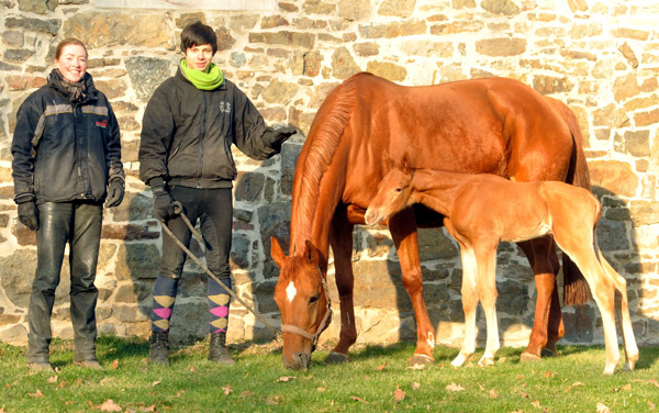 30 Stunden alt: Hengstfohlen von Kostolany u.d. Wendessa v. Welser, Foto: Beate Langels, Gestt Hmelschenburg