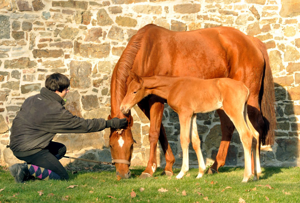 30 Stunden alt: Hengstfohlen von Kostolany u.d. Wendessa v. Welser, Foto: Beate Langels, Gestt Hmelschenburg