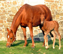 30 Stunden alt: Hengstfohlen von Kostolany u.d. Wendessa v. Welser