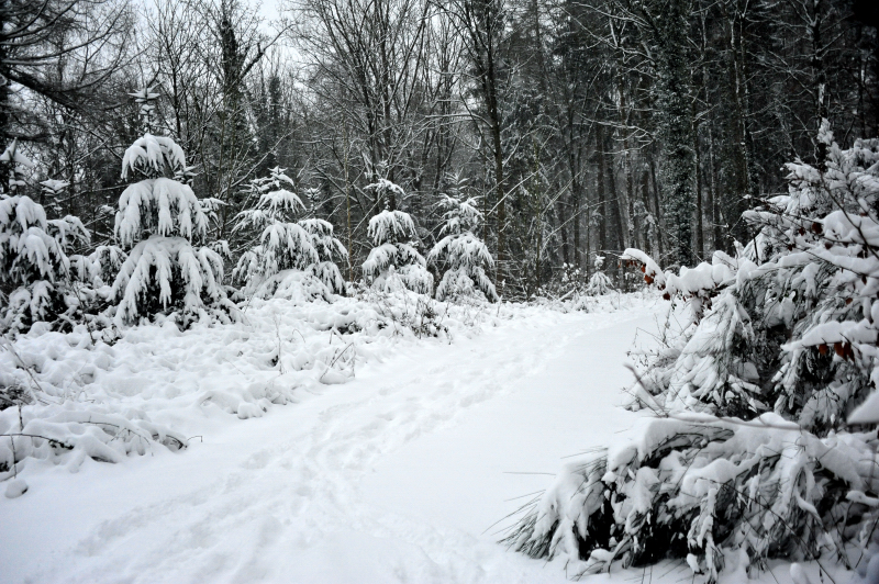 Reichlich Schnee im Weserbergland - 8. Februar 2021 - Foto: Beate Langels - 
Trakehner Gestt Hmelschenburg