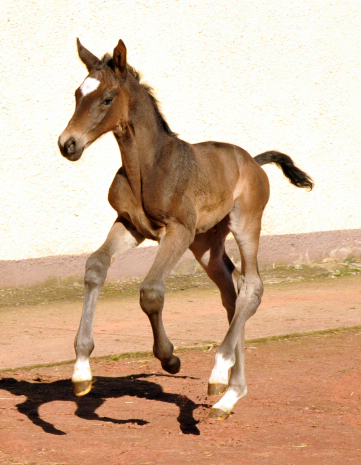 Trakehner Filly by Kostolany out of Kaiserspiel by Exclusiv - Foto: Beate Langels, Trakehner Gestt Hmelschenburg - Beate Langels