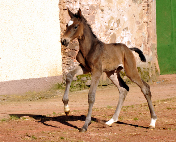 Trakehner Filly by Kostolany out of Kaiserspiel by Exclusiv - Foto: Beate Langels, Trakehner Gestt Hmelschenburg - Beate Langels