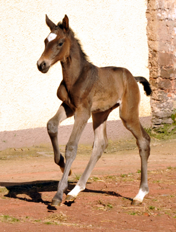 Trakehner Filly by Kostolany out of Kaiserspiel by Exclusiv - Foto: Beate Langels, Trakehner Gestt Hmelschenburg - Beate Langels