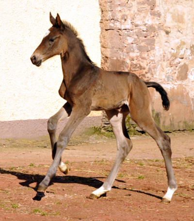 Trakehner Filly by Kostolany out of Kaiserspiel by Exclusiv - Foto: Beate Langels, Trakehner Gestt Hmelschenburg - Beate Langels