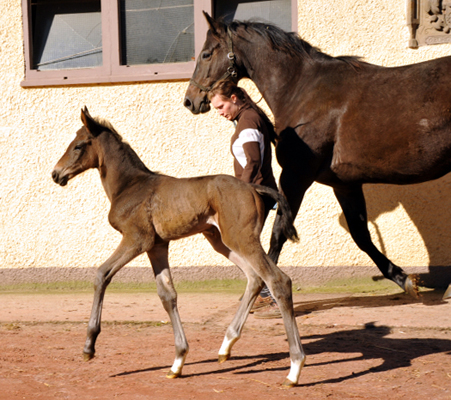 Trakehner Filly by Kostolany out of Kaiserspiel by Exclusiv - Foto: Beate Langels, Trakehner Gestt Hmelschenburg - Beate Langels