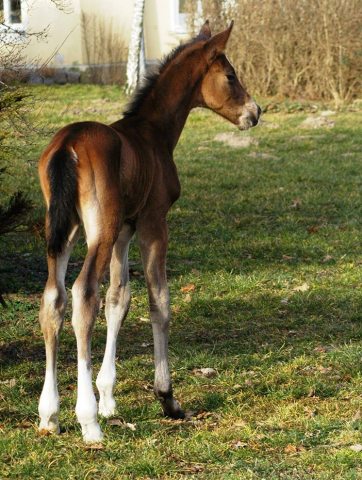 Hengstfohlen von Freudenfest u.d. Val de Vienne v. Exclusiv - Trakehner Gestt Hmelschenburg - Foto: Beate Langels