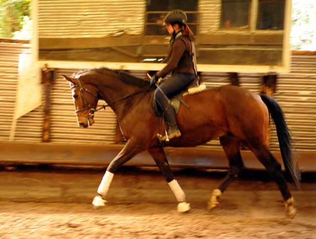 4jhriger Trakehner von Saint Cyr x Red Patrick xx Anfang Mrz 2016 - Foto Beate Langels - Gestt Hmelschenburg