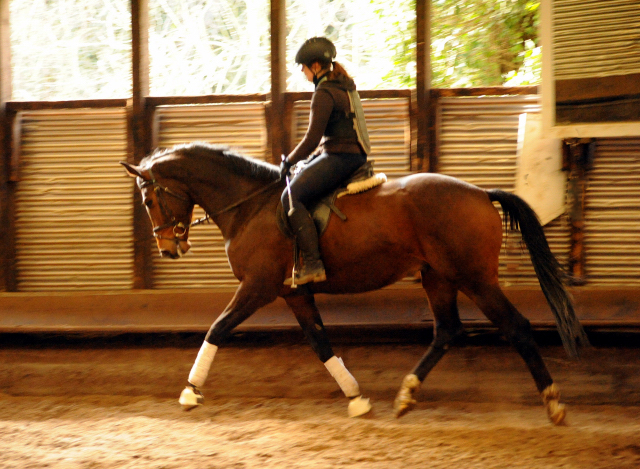 4jhriger Trakehner von Saint Cyr x Red Patrick xx Anfang Mrz 2016 - Foto Beate Langels - Gestt Hmelschenburg