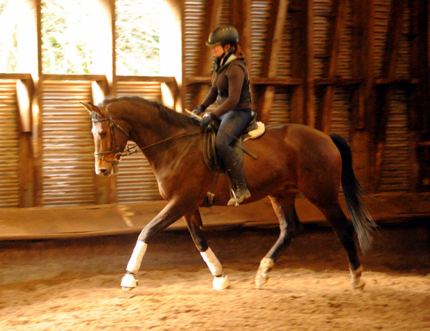 4jhriger Trakehner von Saint Cyr x Red Patrick xx Anfang Mrz 2016 - Foto Beate Langels - Gestt Hmelschenburg