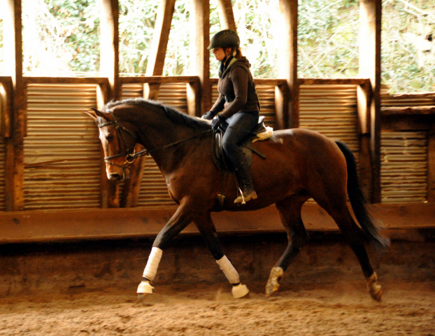 4jhriger Trakehner von Saint Cyr x Red Patrick xx Anfang Mrz 2016 - Foto Beate Langels - Gestt Hmelschenburg