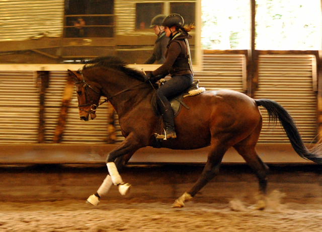 4jhriger Trakehner von Saint Cyr x Red Patrick xx Anfang Mrz 2016 - Foto Beate Langels - Gestt Hmelschenburg