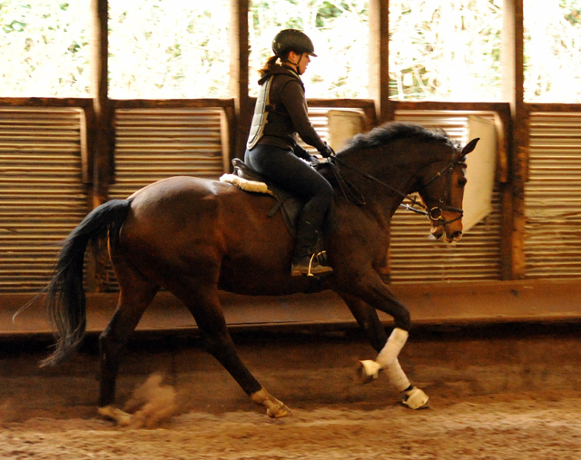 4jhriger Trakehner von Saint Cyr x Red Patrick xx Anfang Mrz 2016 - Foto Beate Langels - Gestt Hmelschenburg