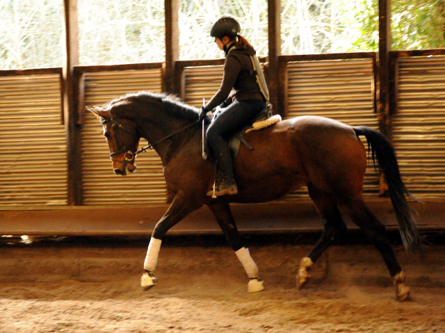 4jhriger Trakehner von Saint Cyr x Red Patrick xx Anfang Mrz 2016 - Foto Beate Langels - Gestt Hmelschenburg