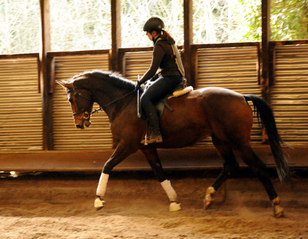 4jhriger Trakehner von Saint Cyr x Red Patrick xx Anfang Mrz 2016 - Foto Beate Langels - Gestt Hmelschenburg