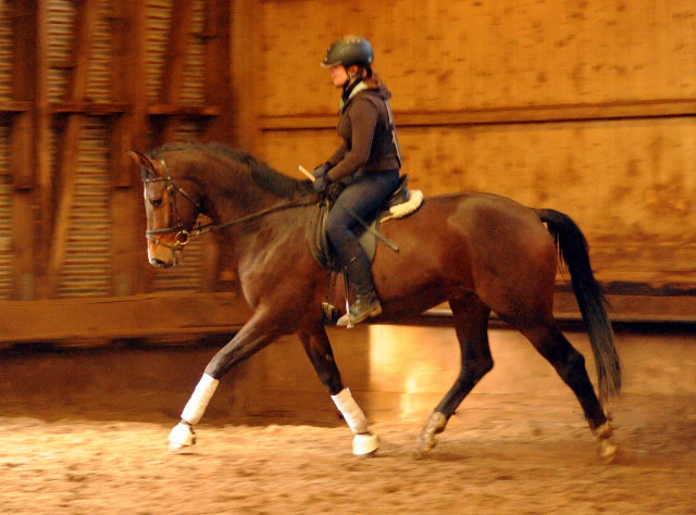 4jhriger Trakehner von Saint Cyr x Red Patrick xx Anfang Mrz 2016 - Foto Beate Langels - Gestt Hmelschenburg